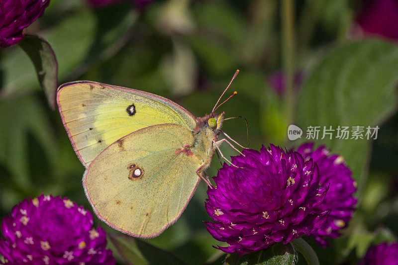 Coliade du trèfle， (Colias philodice)，普通硫磺。Gomphrena globosa‘乒乓紫’。